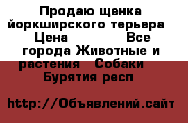 Продаю щенка йоркширского терьера  › Цена ­ 20 000 - Все города Животные и растения » Собаки   . Бурятия респ.